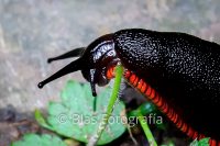 Invertebrados