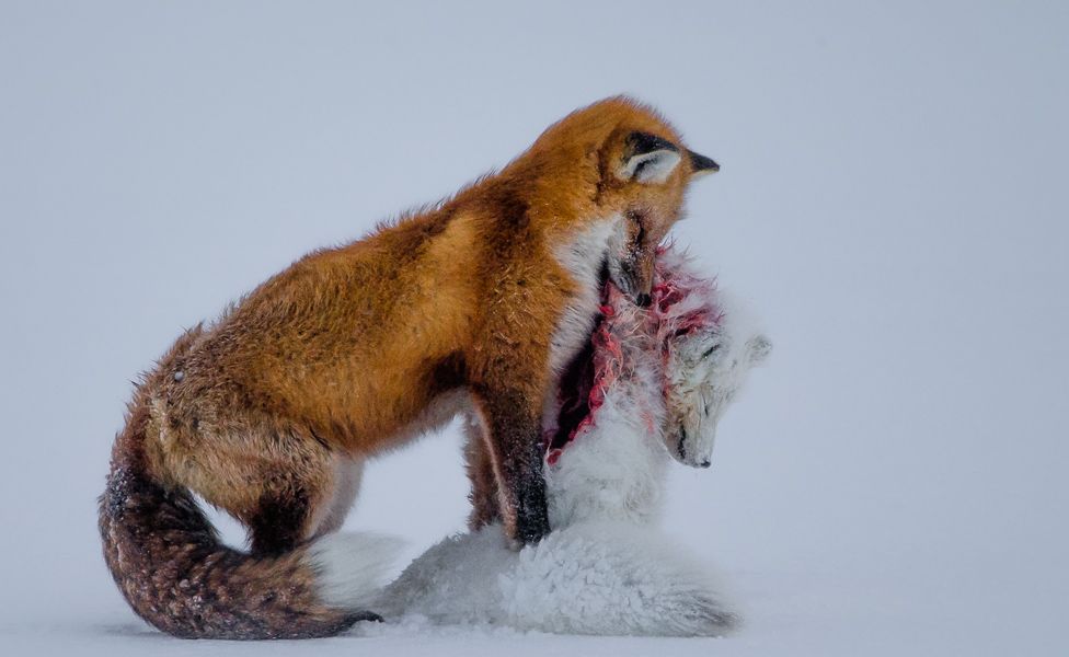 Foto ganadora del Wildlife Photographer of the Year 2015
