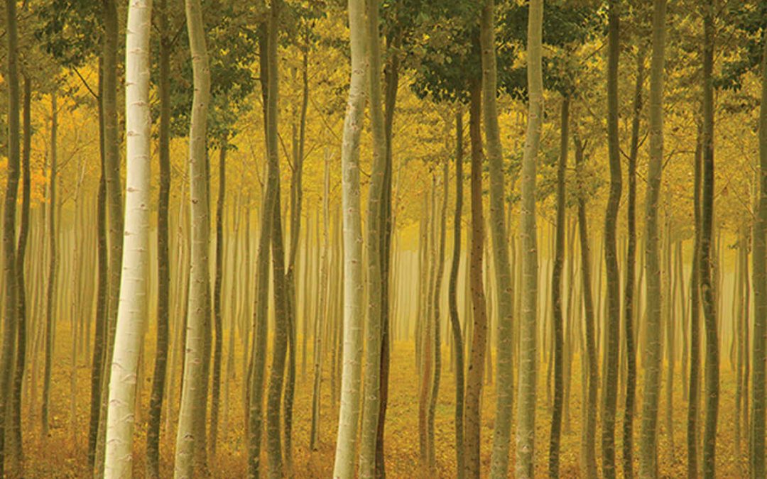 USA Landscape Photographer of the Year 2015