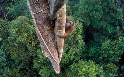 Premios Wildlife Photographer of the Year 2016