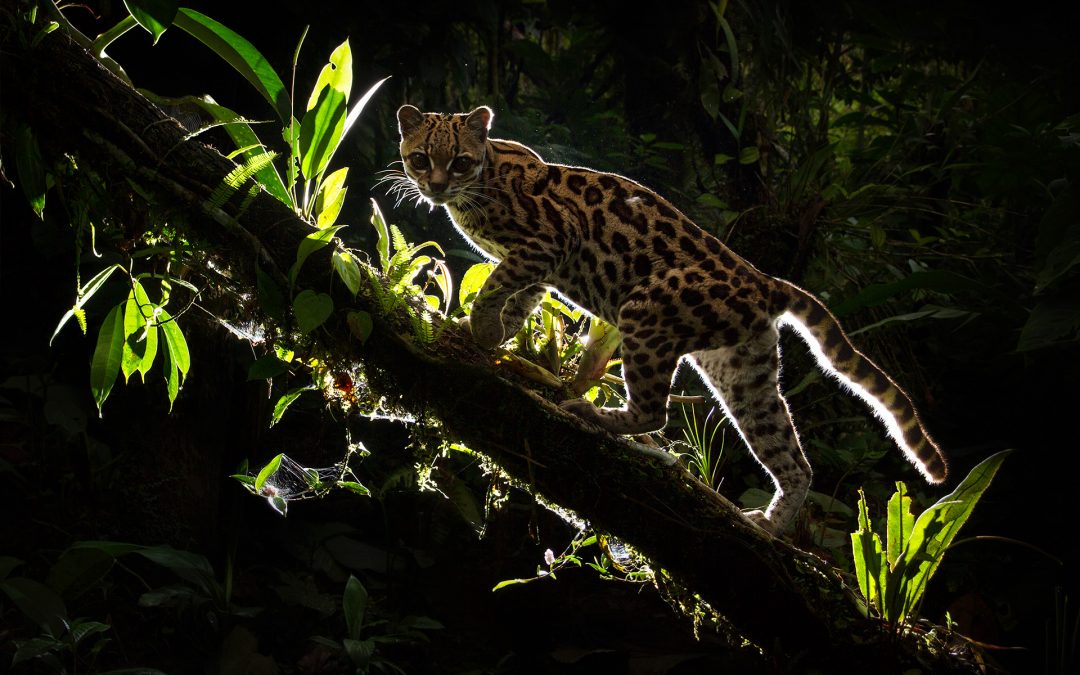 Ganadores de los premios WildlifePhoto 2016